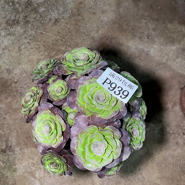 939魅金玫瑰多肉植物