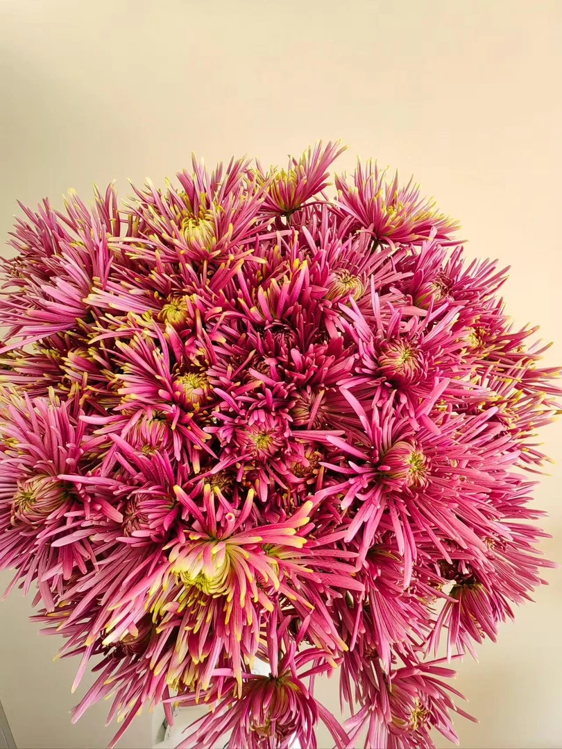 烟花小雏菊 （全店任意两单及以上升级顺丰包邮）东北鲜花现采现发