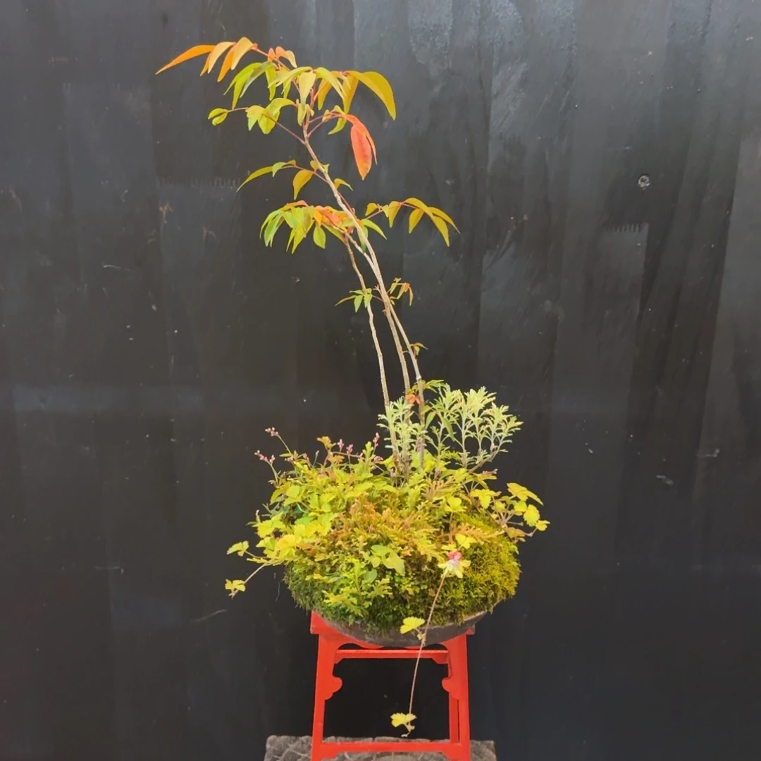 无花朵山野草日本南蛮盆