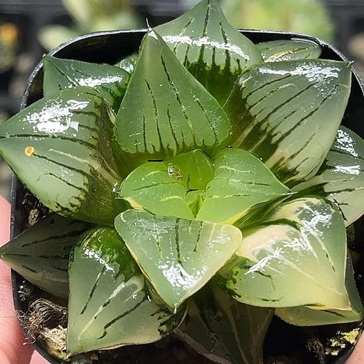 165巨大丸叶红纹寿锦云窗