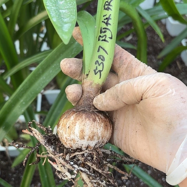 阿*姐阿黛尔5左右带土5703