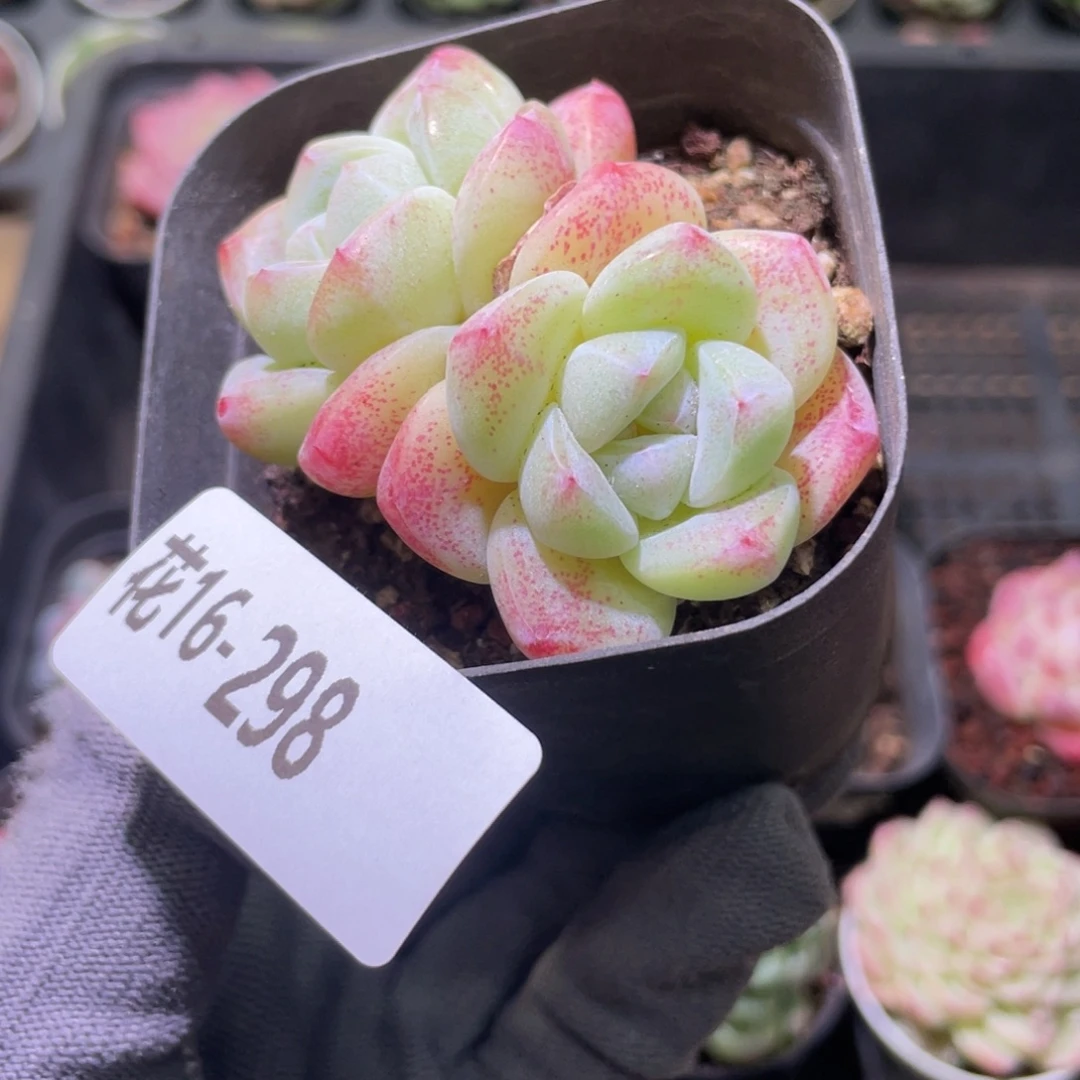 花利美16-298冰玉