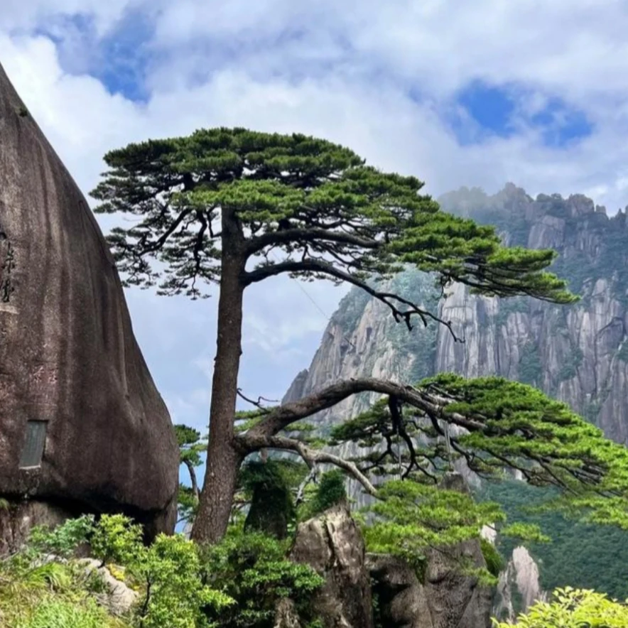 精品黑松景观松迎客松