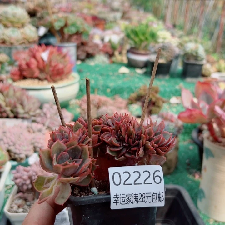 幸运的人会遇到你喜欢