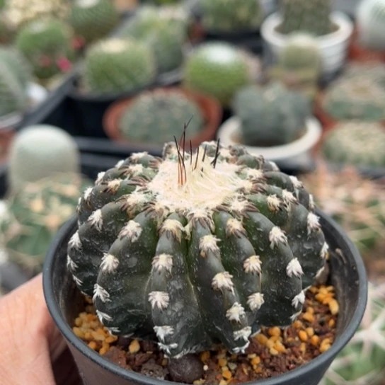 当前无花栽培后可以开花实生奇特球