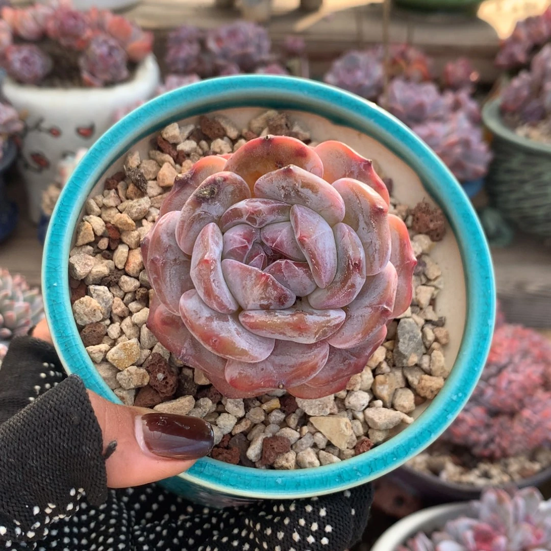 石榴籽单头花花花花