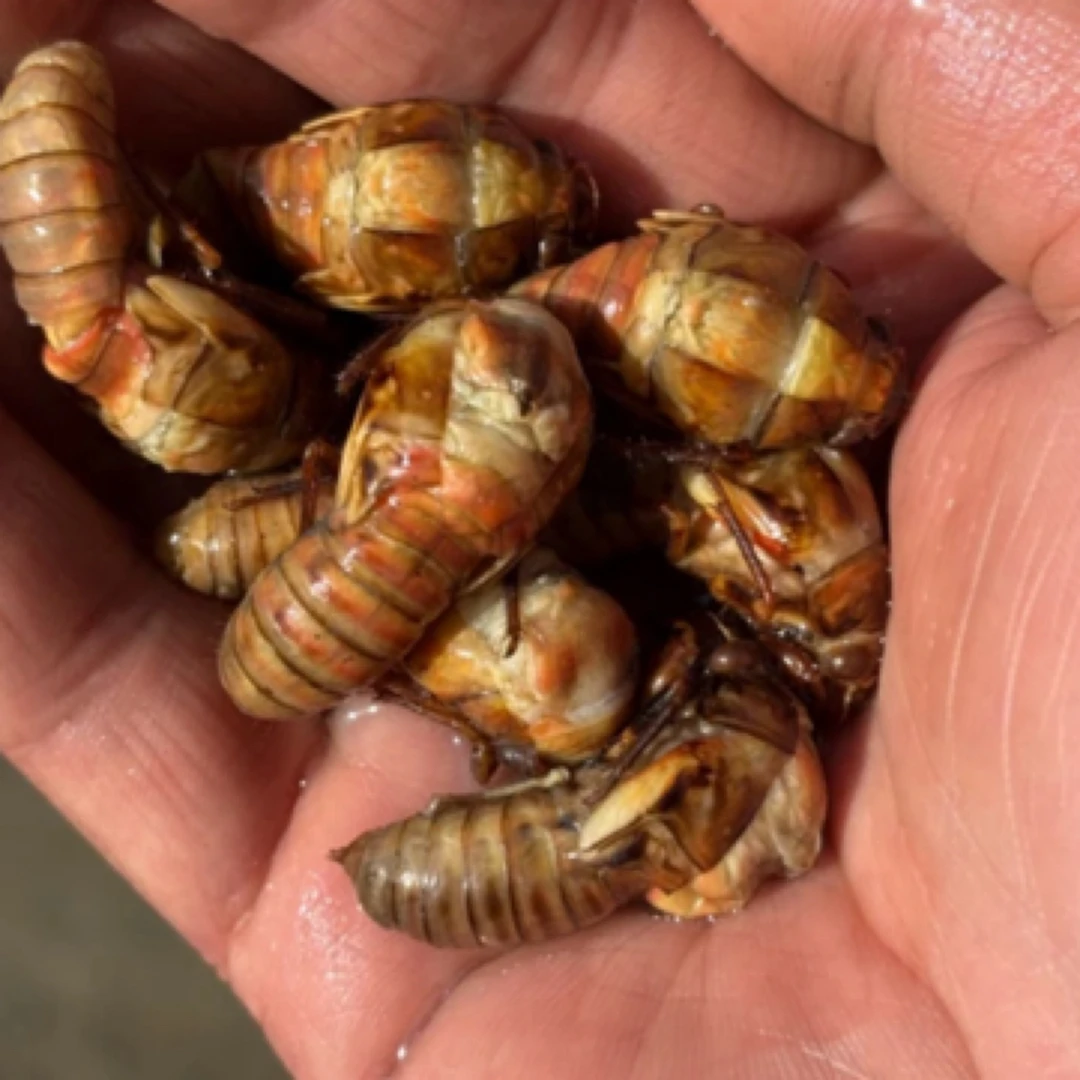 划算）2025新鲜开背金蝉 大头金蝉 2瓶100只顺丰包邮 油炸爆香