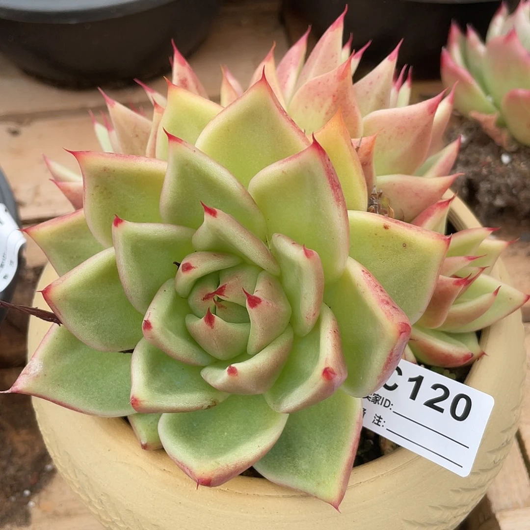 若如东云单拍C120