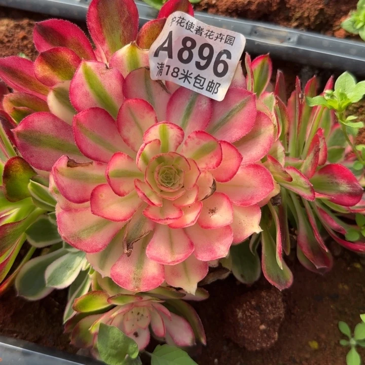 多肉法师咯哦朵朵