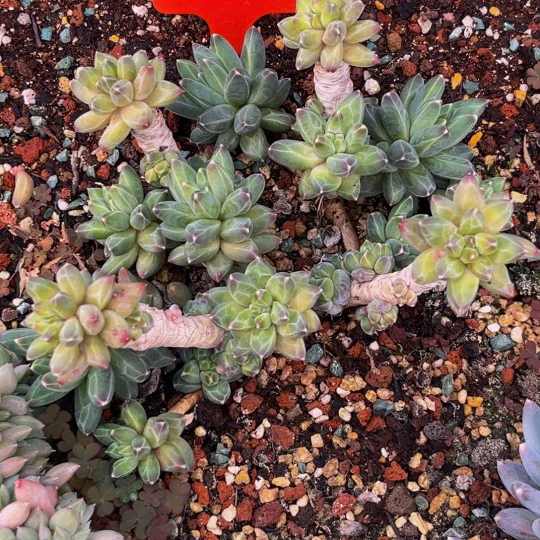 2438号上午多肉植物