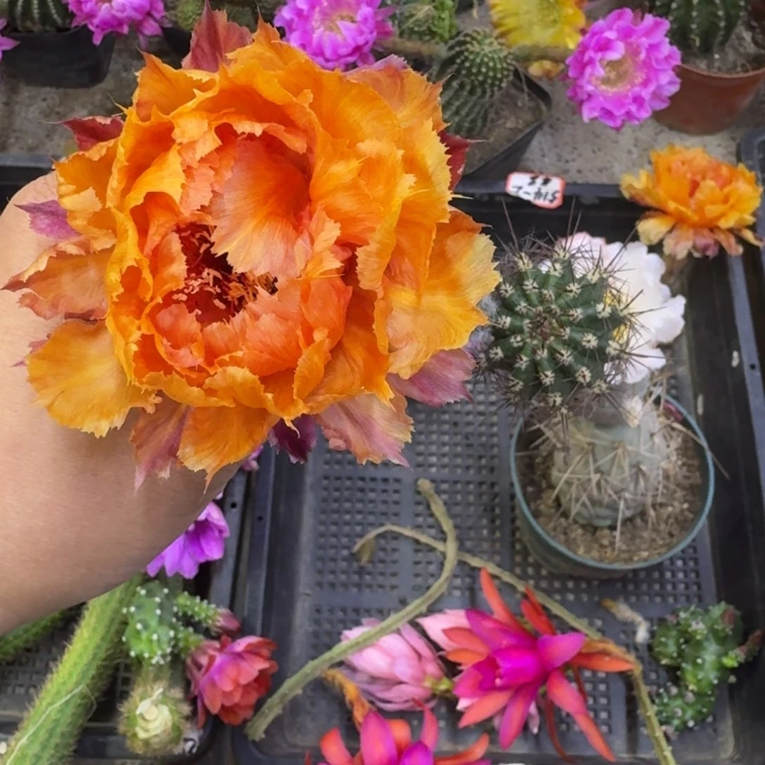 200彩草琉璃盏歪无根侧牙4公分左右，20包邮