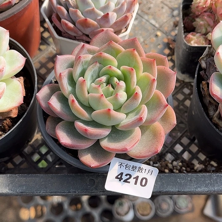 阿雅园艺。       4210红鸾