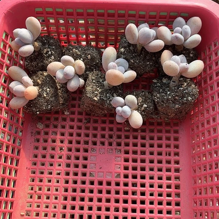 ?****萌x n z xv x Xv g f 052