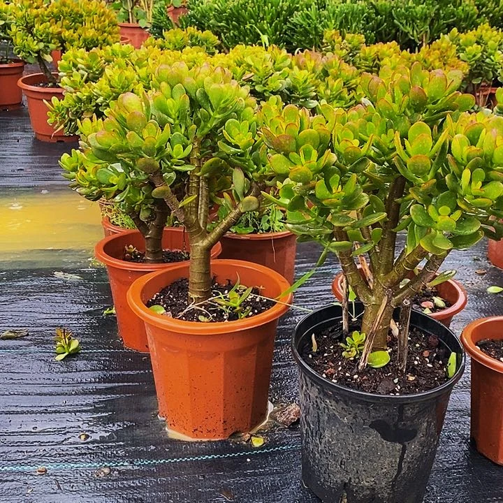 摇钱树一物拍多肉植物