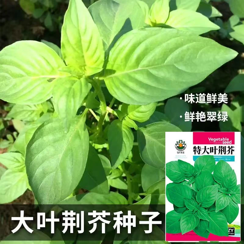 F047荆芥菜籽 河南大叶荆芥种子菜籽 蔬菜四季播荆菜农家田园种籽