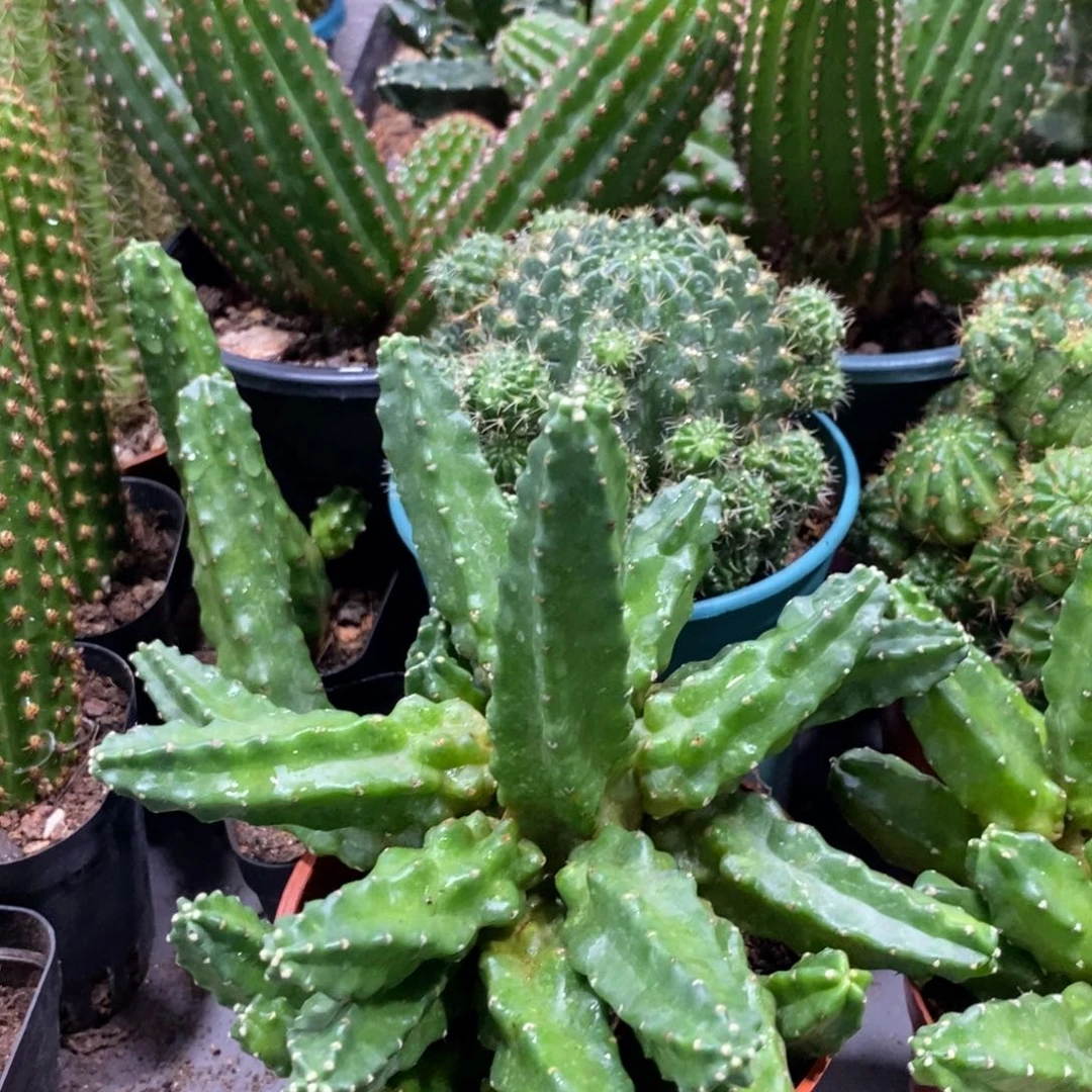 群生红花桃太郎一杯大杯