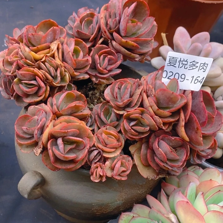 夏悦多肉0209-164秀妍