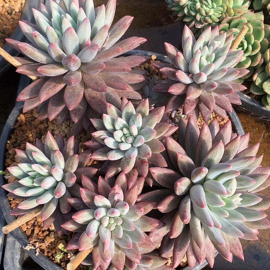 红蜻蜓多肉一物一拍