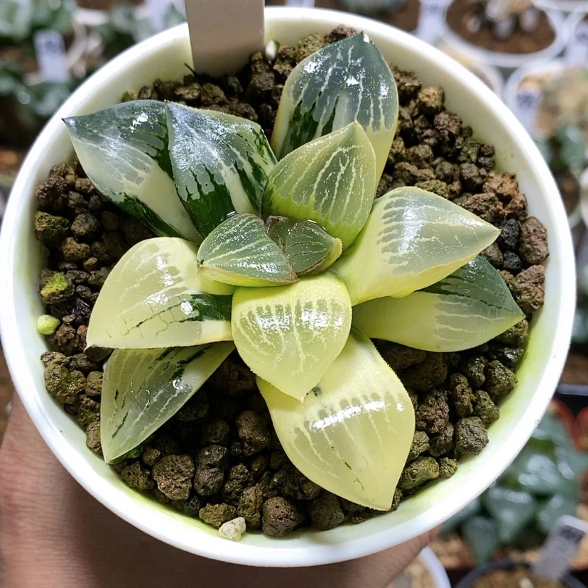 【闪购商品】恰*儿253实生