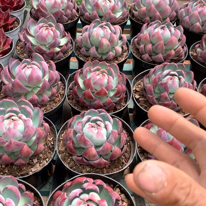 超大惊鸿仙子19.99多肉植物