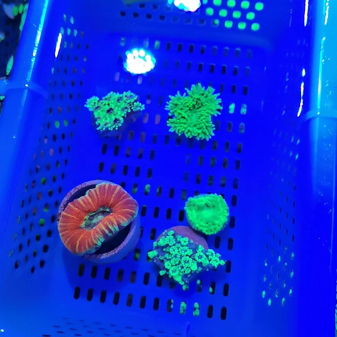 地毯海葵1001套餐