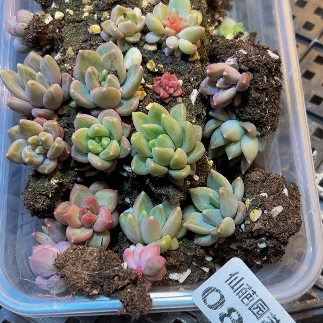 黄***丹080大热天的一天从早上