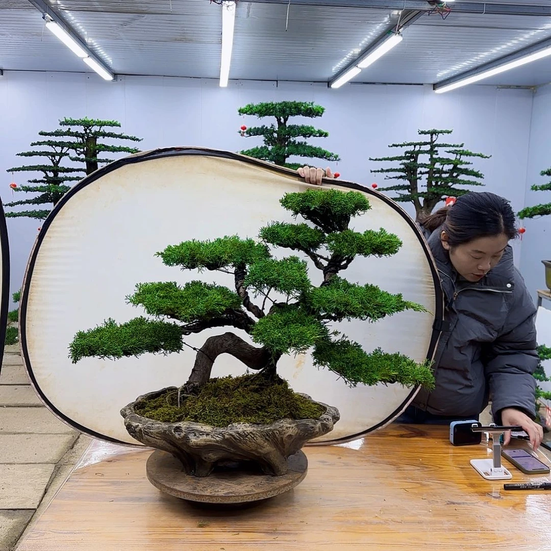 无花朵盆景直播间一物一拍