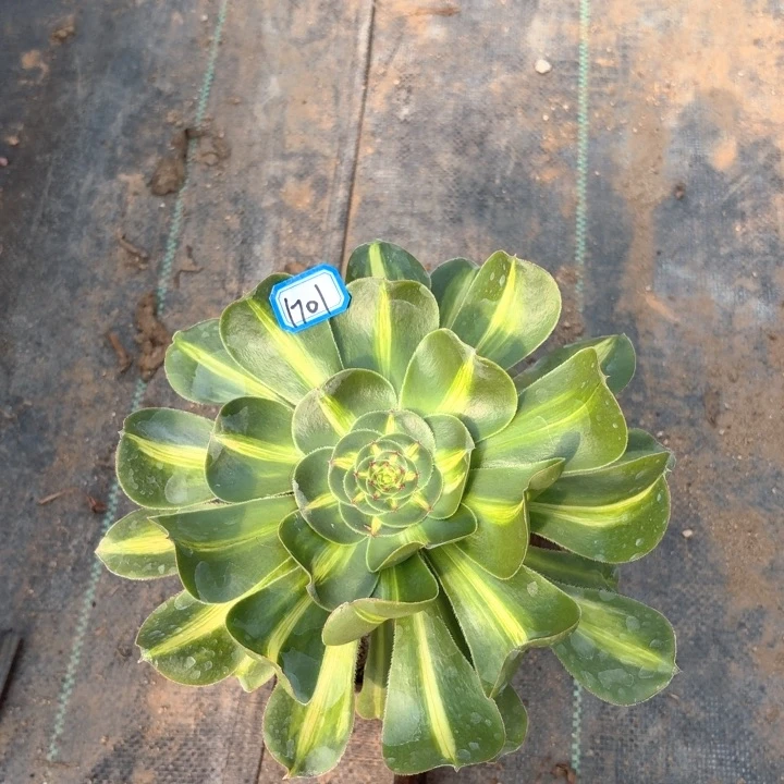 暴君1701法师多肉