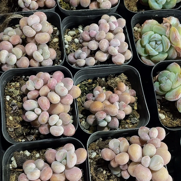 6.5方四头桃蛋带盆土发