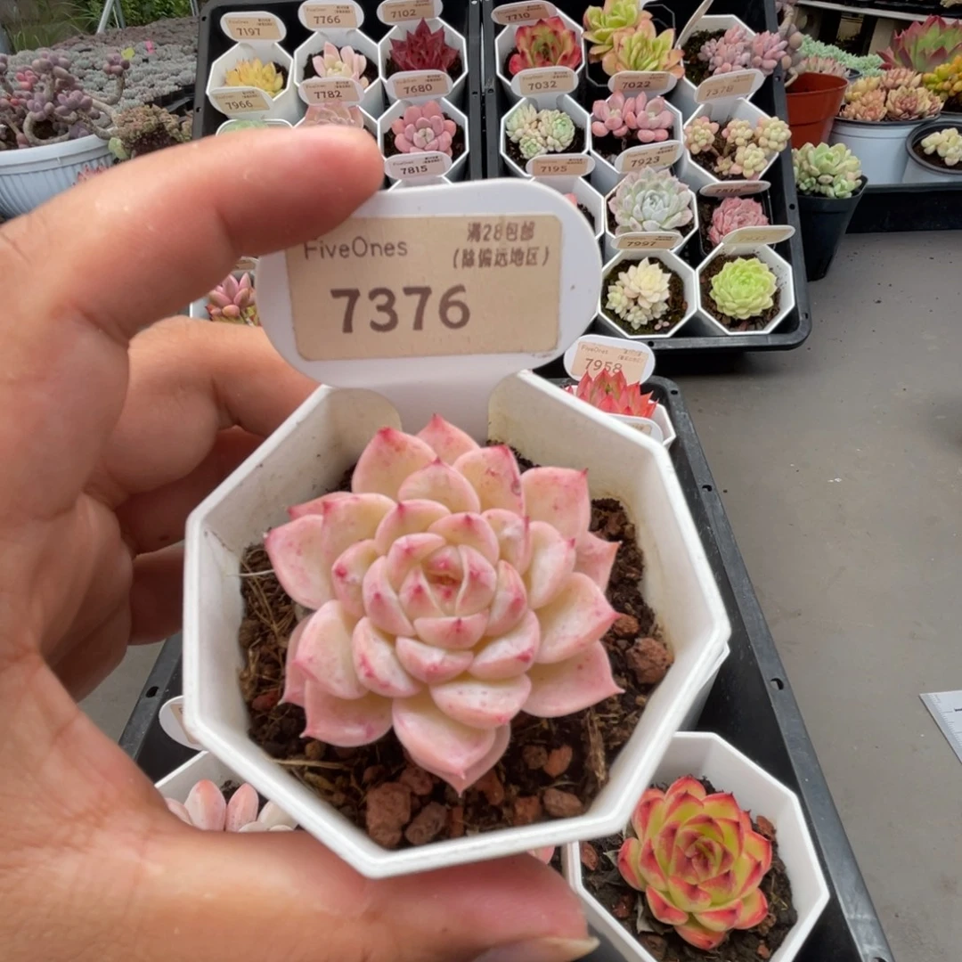 7376天鹅绒4.0厘米