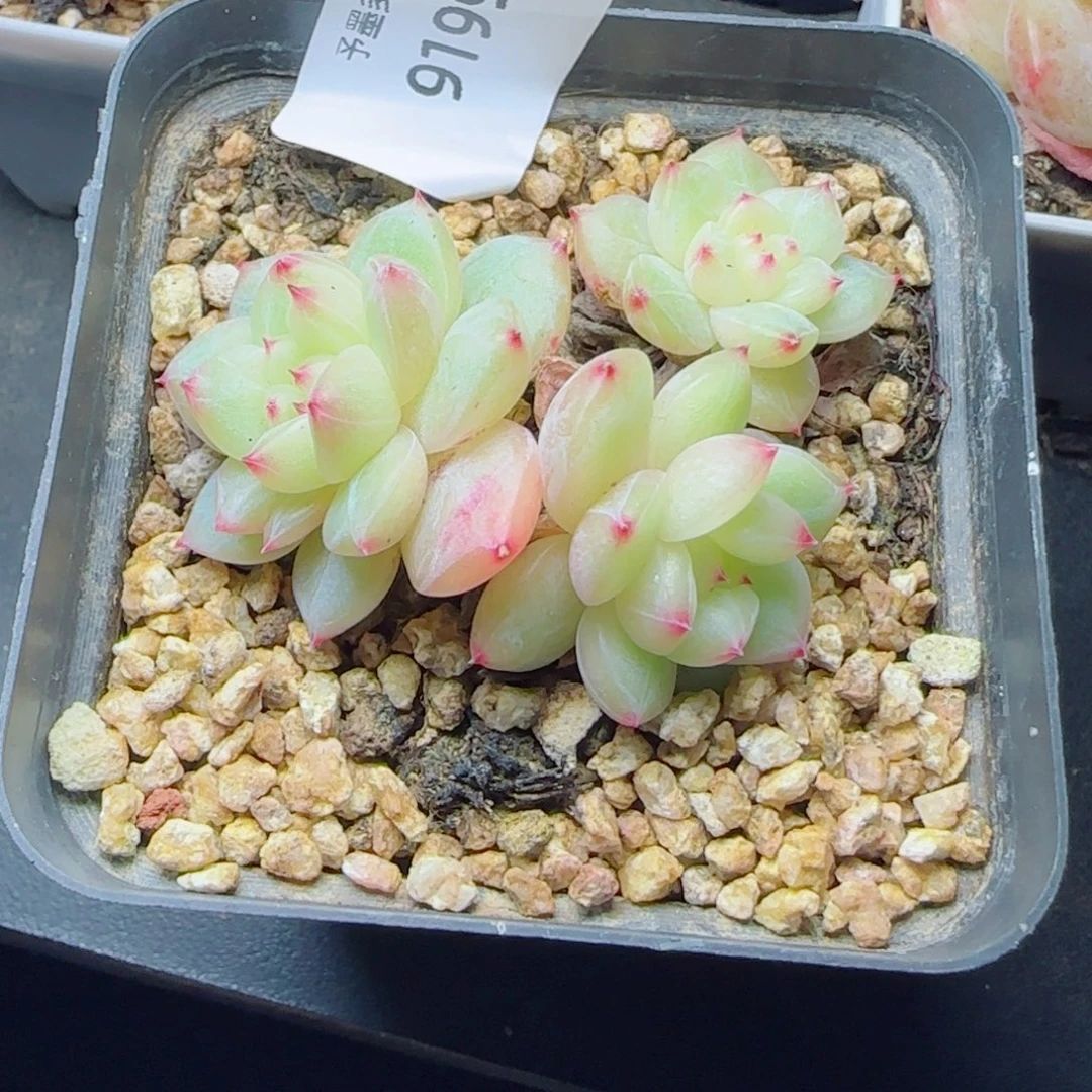 寒绯群，9199多肉植物