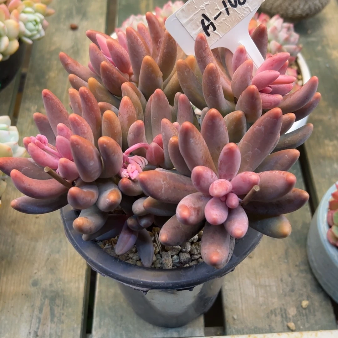 红手指108号一物一拍