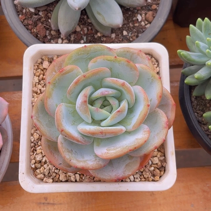 一物一拍，凤橙多肉。