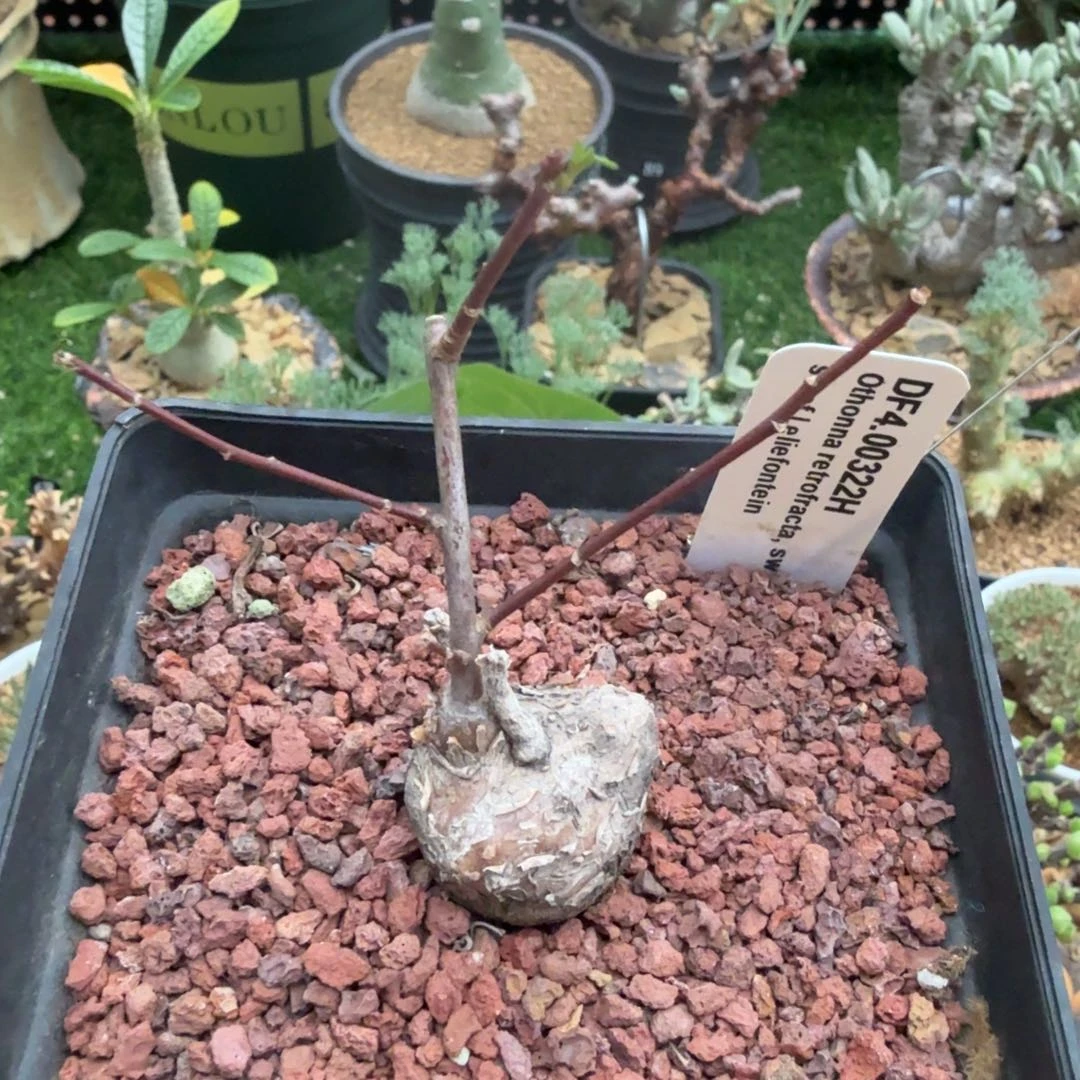 海豚叶厚墩菊556仙人掌