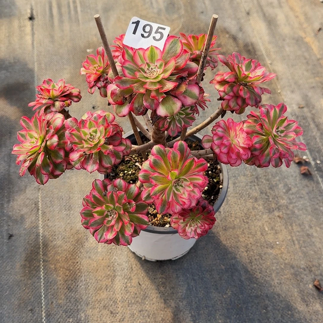 195红铜超白冠服25公分以上