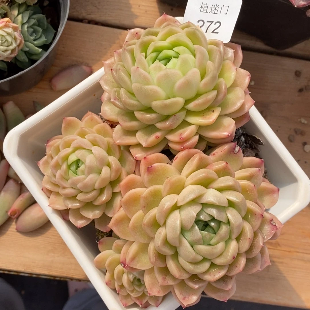 郭**°不包整散掉头272