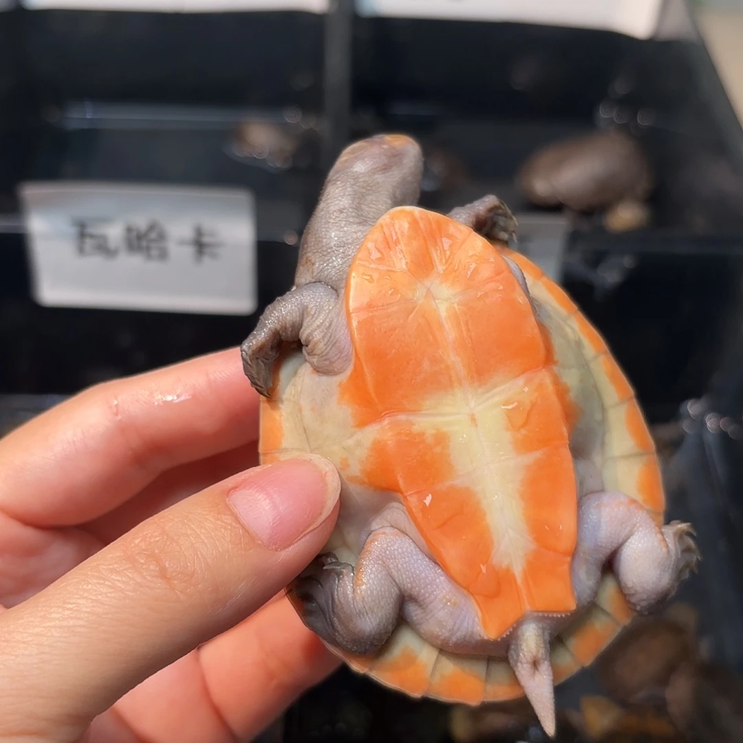 不分公母蛋龟A1全品红底金甲圆澳7.3公分