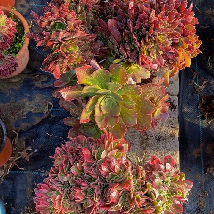 开*法师一组多肉植物
