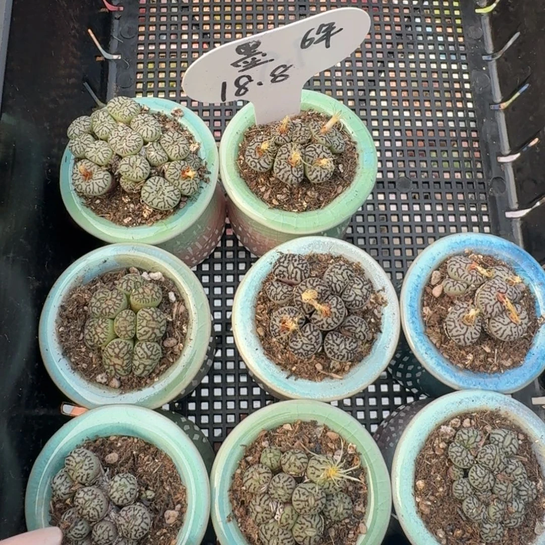 12046-瓷盆墨小锥群福利一颗