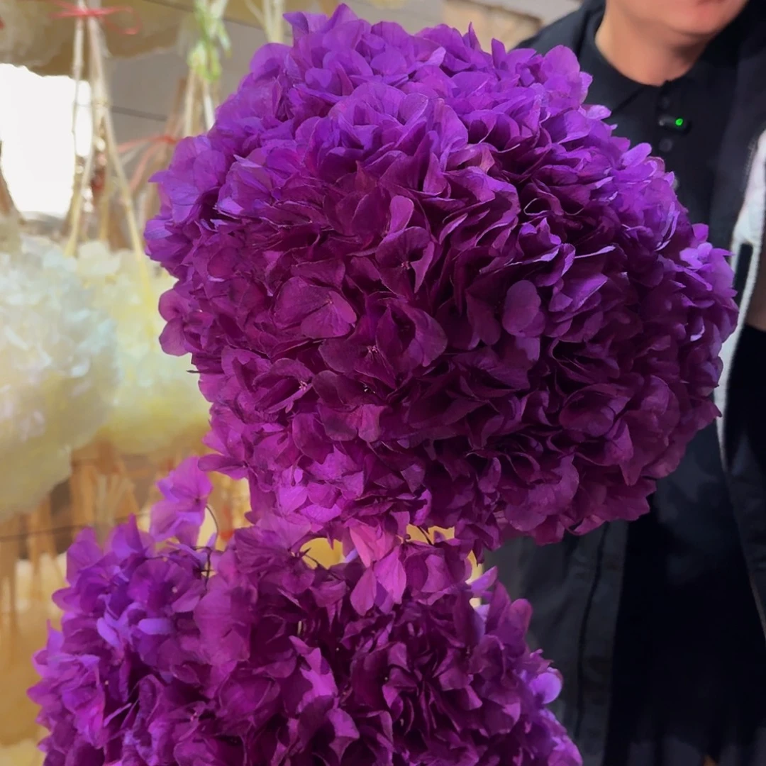 永生大叶绣球1枝 深粉紫