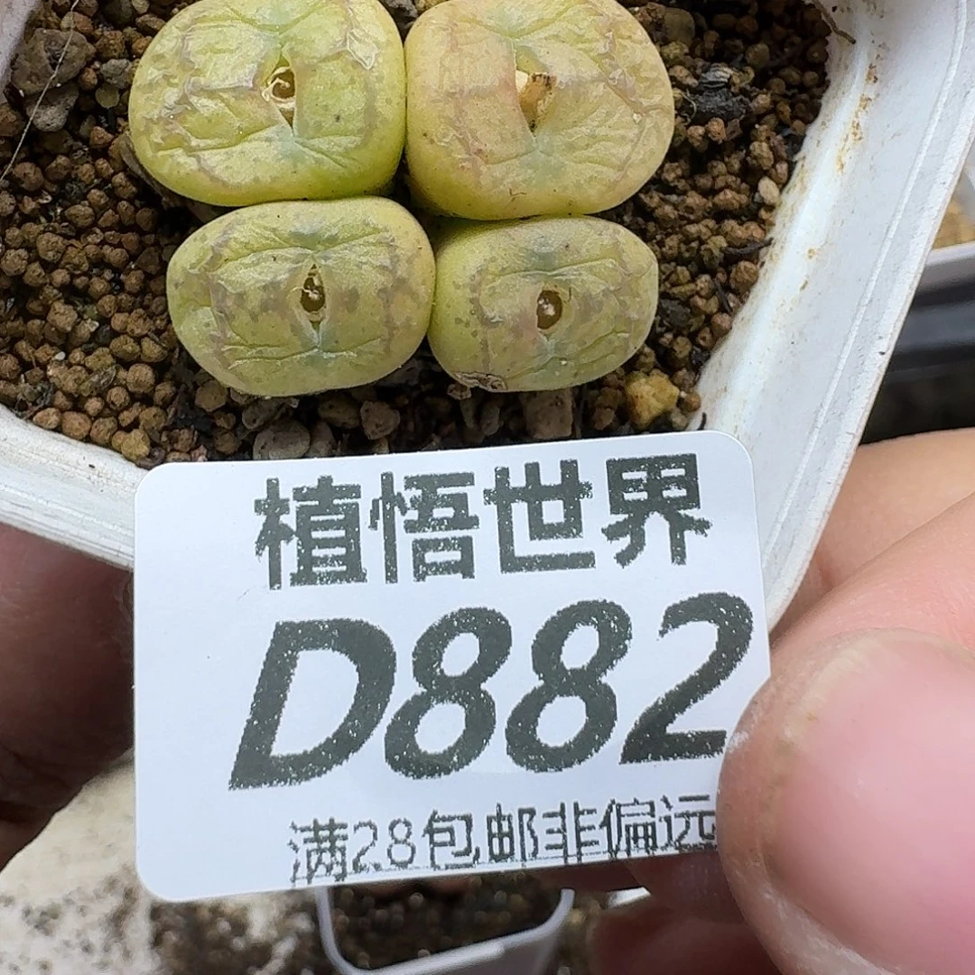 多肉植物的润泽fhnn