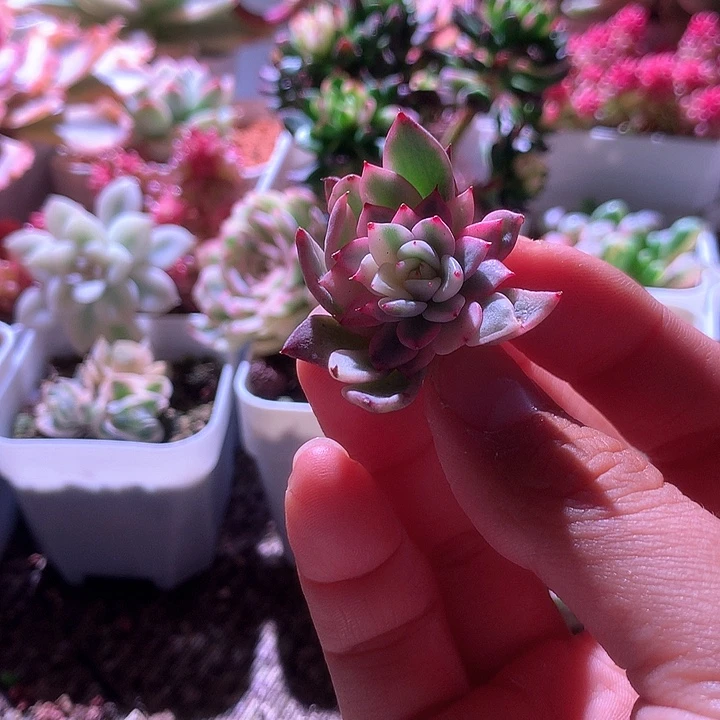 绿爪覆轮锦有根有