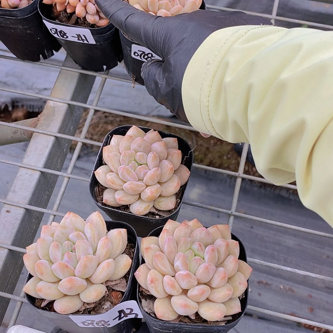 0718-43-黄体半夏单头一颗量拍