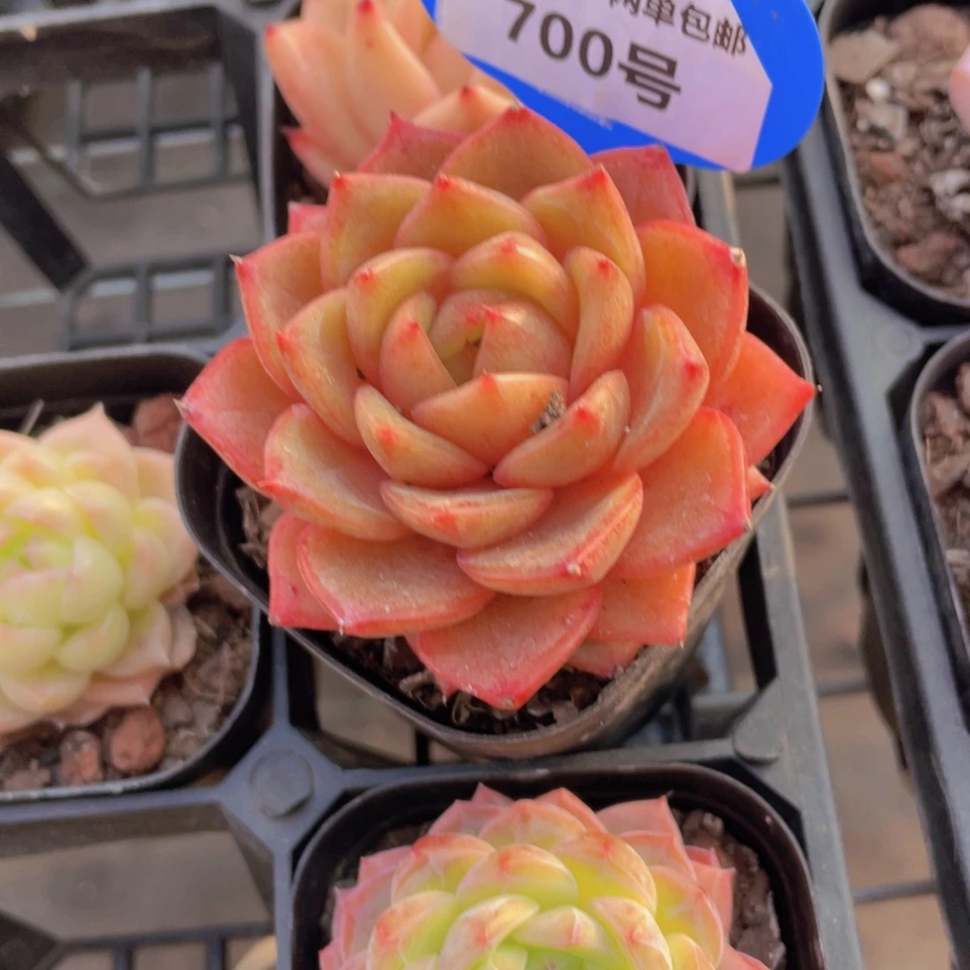 700号了宽叶全状态橘子珍妮