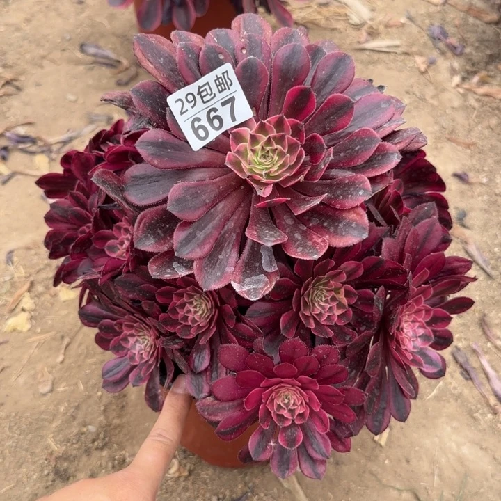 黑痛白……多肉植物……