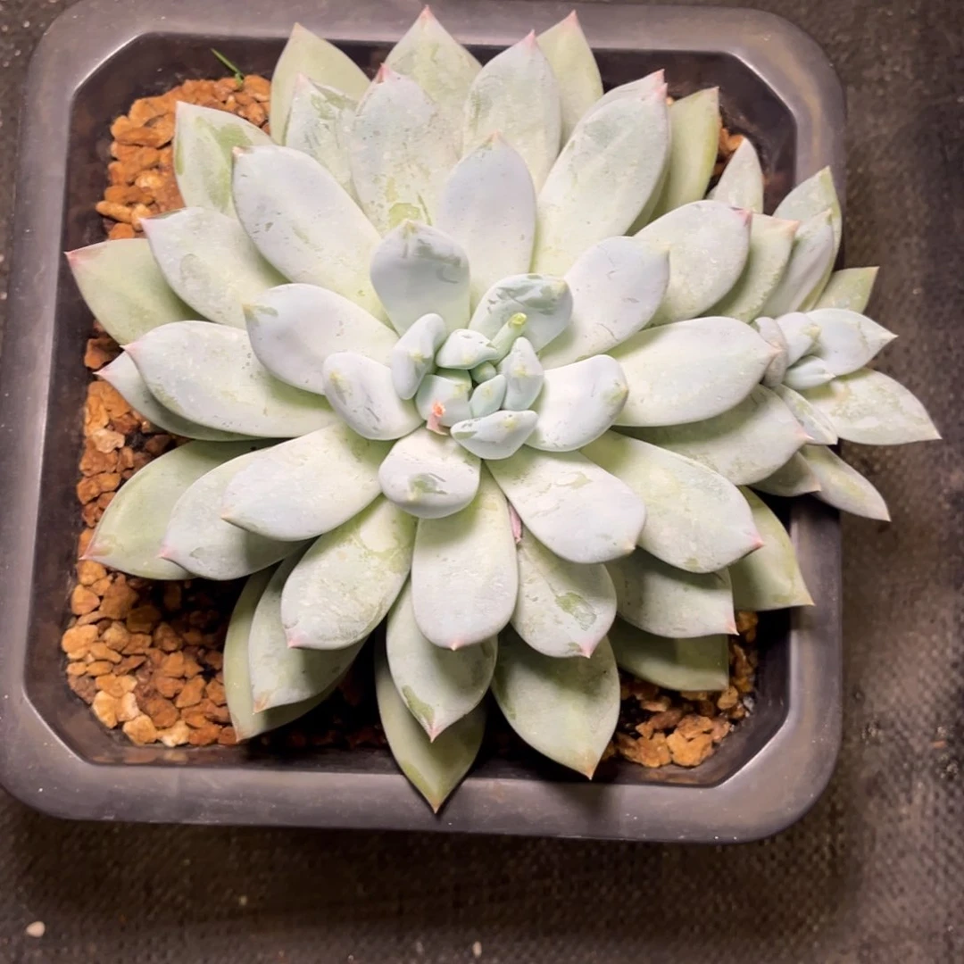 尾*草伊丽莎白寄养，，，，