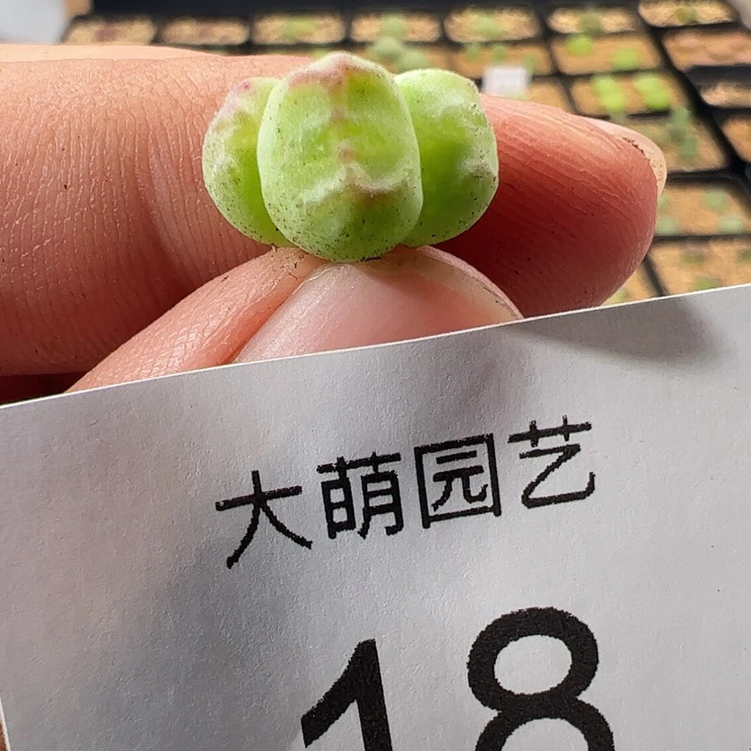 000018 一物一拍……