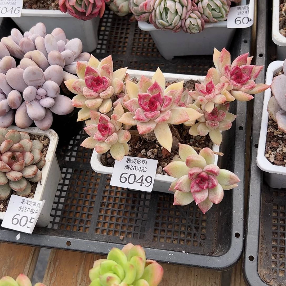 9号我们的确是一个6049