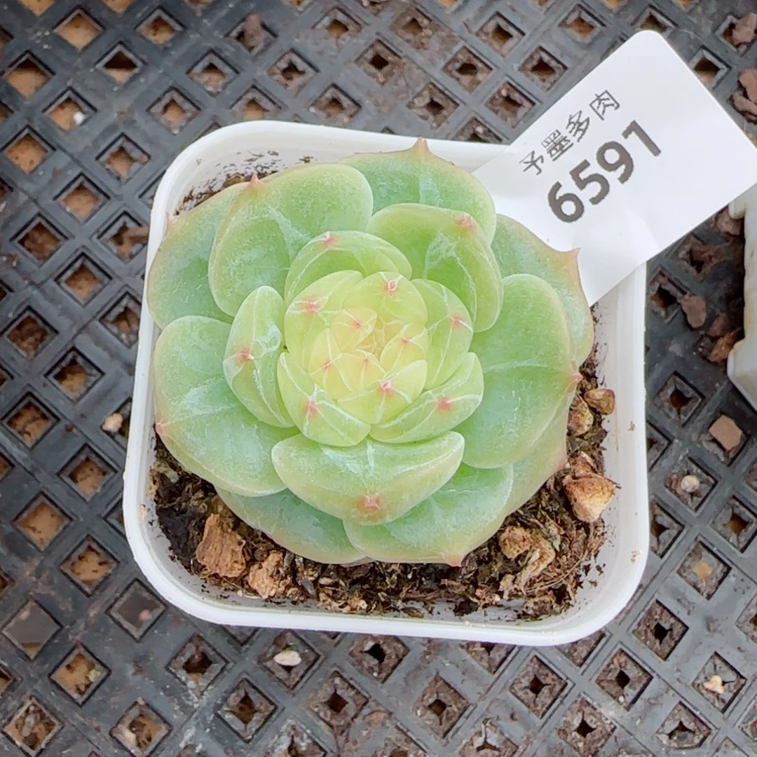 孤品珍妮，6591多肉植物