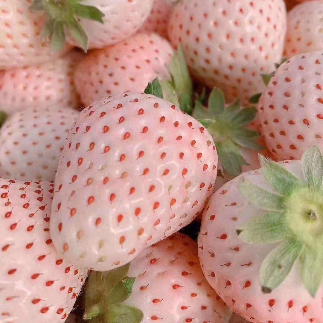 (小美仁优选)丹东粉玉白草莓，新鲜水果新鲜草莓